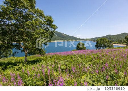 夏の野反湖　ヤナギランの群生地 105336910
