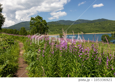 夏の野反湖　ヤナギランの群生地 105336921