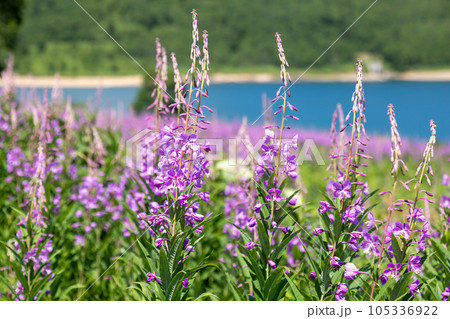 夏の野反湖　ヤナギランの群生地 105336922