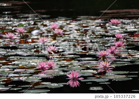 緑の葉とピンクの花びらのたくさんのスイレンの花が咲く池の水面の風景の写真素材 [105337226] - PIXTA