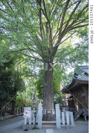 田無神社御神木 田無神社御神木 105337481