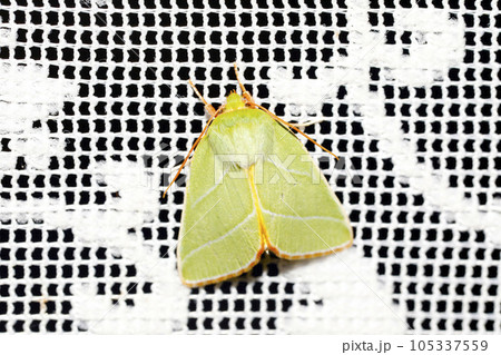 アオスジアオリンガ 105337559