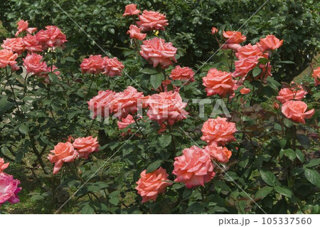 バラ（友禅）　都内の公園にて 105337560