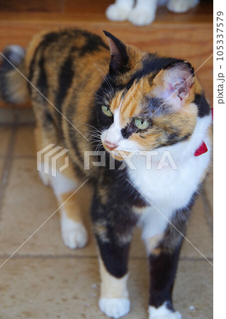 外に出ようとキョロキョロする猫 外に出ようとキョロキョロする猫 105337579