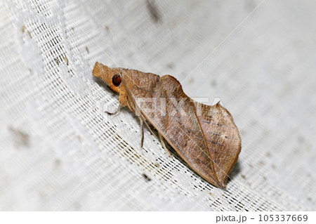 アカエグリバ アカエグリバ 105337669