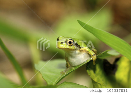 ニホンアマガエル　幼体 105337851