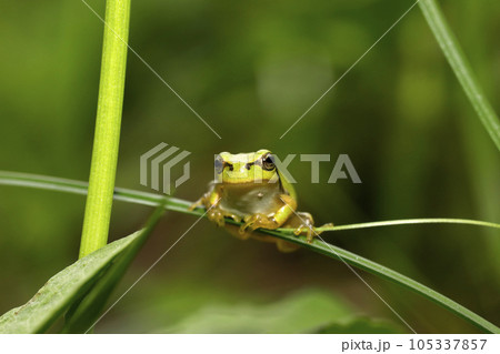ニホンアマガエル　幼体 105337857