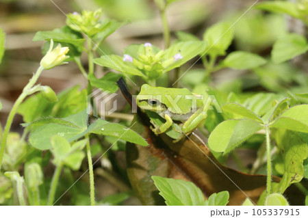 ニホンアマガエル　幼体 105337915