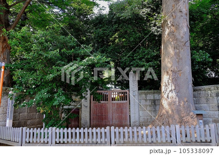 ねりまの名木 内田家のケヤキ 105338097