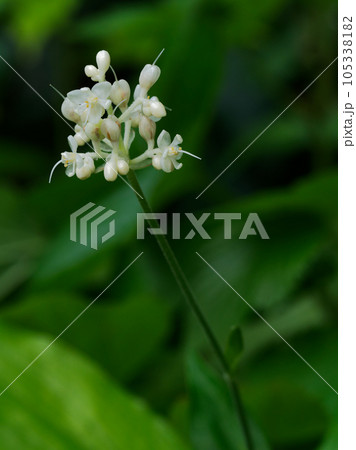 ツユクサ科ヤブミョウガの花 ツユクサ科ヤブミョウガの花 105338182