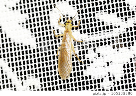 クロヒゲカワゲラ 105338590