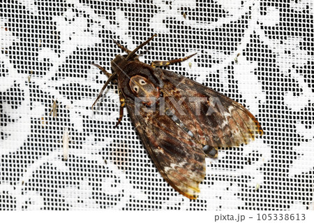 クロメンガタスズメ 105338613