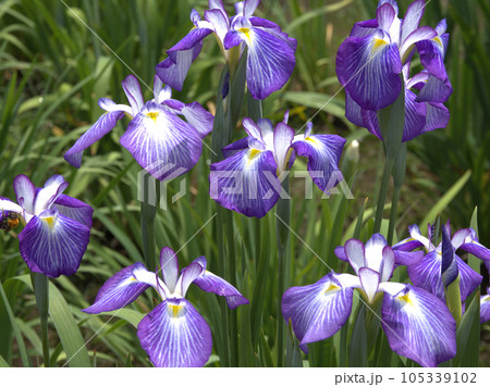 神楽女湖のハナショウブ　大分県別府市枝郷 105339102