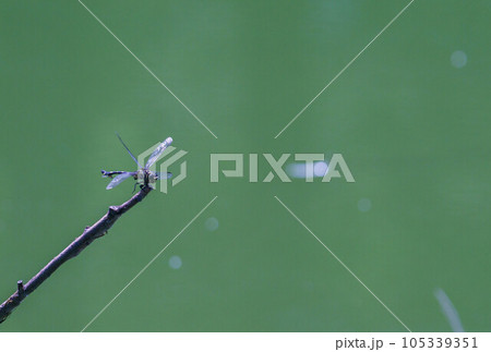 獲物を狙うオニヤンマ 105339351
