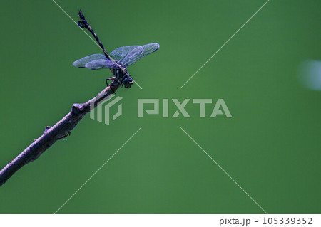 獲物を狙うオニヤンマ 獲物を狙うオニヤンマ 105339352