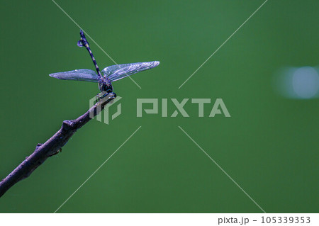 獲物を狙うオニヤンマ 105339353