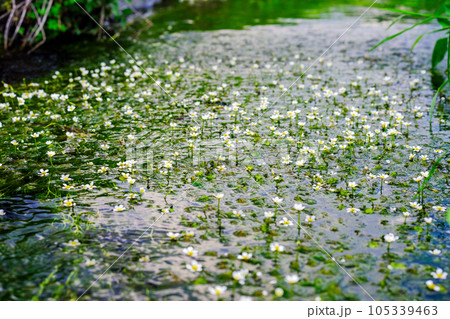 水面に咲く花 水面に咲く花 105339463