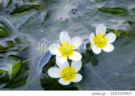 梅花藻三輪 梅花藻三輪 105339467