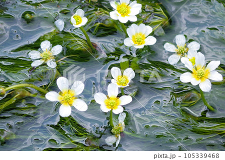 梅花藻の花々 梅花藻の花々 105339468