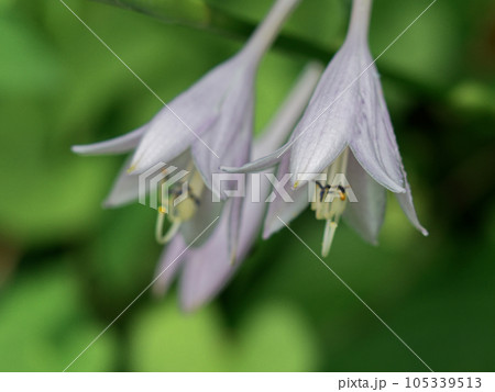 湿地の多年草ギボウシの清楚な花 105339513