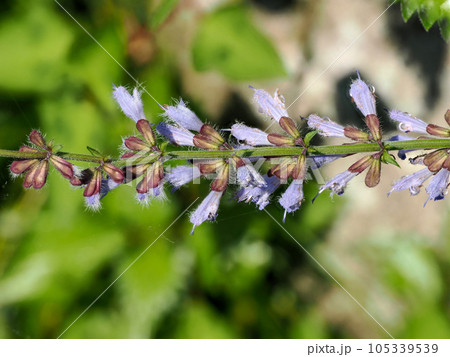 アキノタムラソウのある風景 105339539