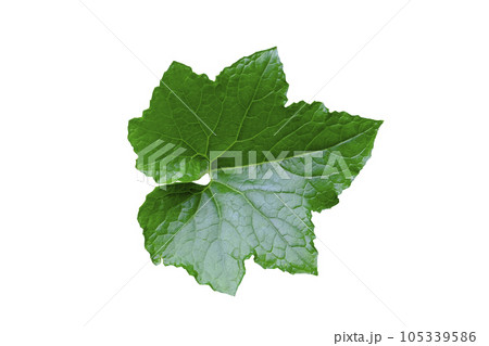 Winter melon green leaf Winter melon green leaf 105339586