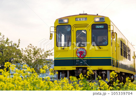 「千葉県」いすみ鉄道　菜の花畑を走る車両 105339704