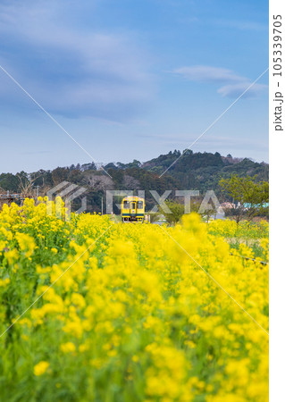 「千葉県」いすみ鉄道　菜の花畑を走る車両 105339705