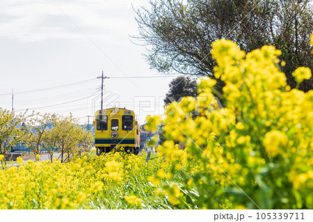 「千葉県」いすみ鉄道 菜の花畑を走る車両 「千葉県」いすみ鉄道 菜の花畑を走る車両 105339711