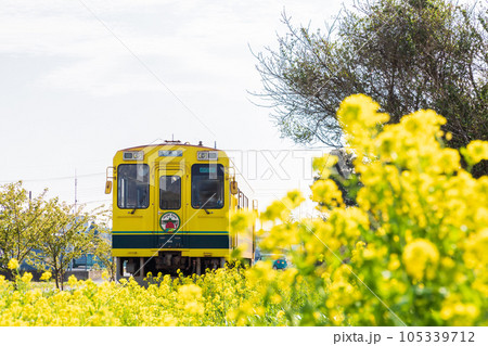 「千葉県」いすみ鉄道 菜の花畑を走る車両 「千葉県」いすみ鉄道 菜の花畑を走る車両 105339712