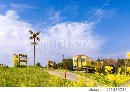 「千葉県」いすみ鉄道　踏切と菜の花 105339735