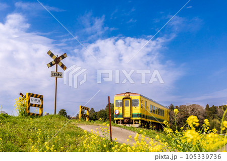 「千葉県」いすみ鉄道　踏切と菜の花 105339736