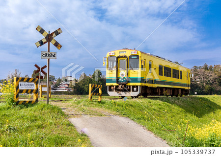 「千葉県」いすみ鉄道 踏切と菜の花 「千葉県」いすみ鉄道 踏切と菜の花 105339737