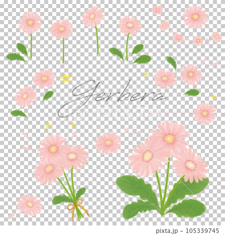 非洲菊粉紅色手繪水彩集矢量 105339745