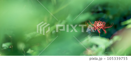 咲く一輪の彼岸花・秋 105339755