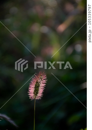 夕日を受けて輝くネコジャラシ 105339797