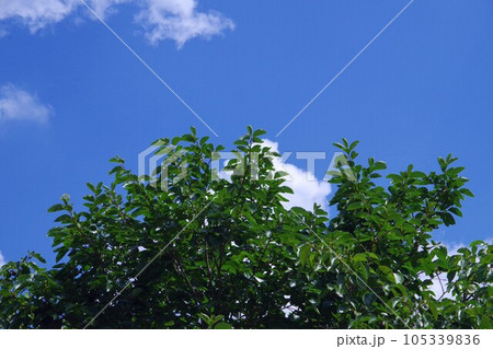 夏の柿の木と空 105339836