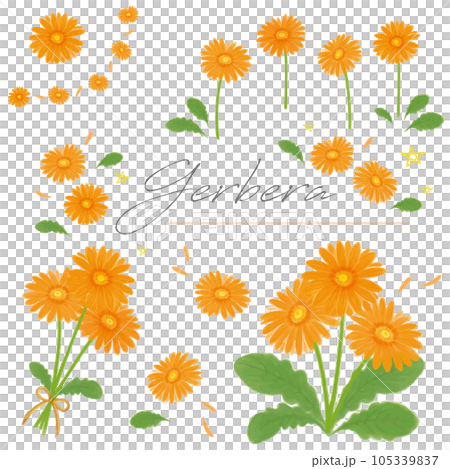 非洲菊橙色手繪水彩集矢量 非洲菊橙色手繪水彩集矢量 105339837