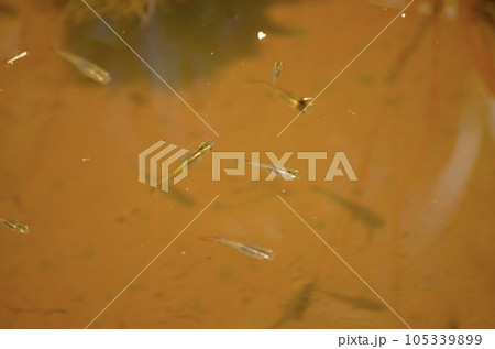 野生　黒メダカ 105339899