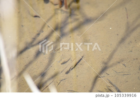 野生　黒メダカ 105339916