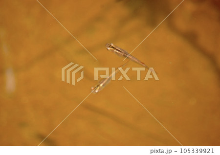 野生　黒メダカ 105339921