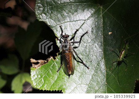 サキグロムシヒキ サキグロムシヒキ 105339925