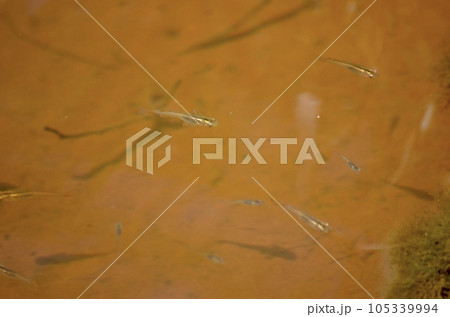 野生　黒メダカ 105339994