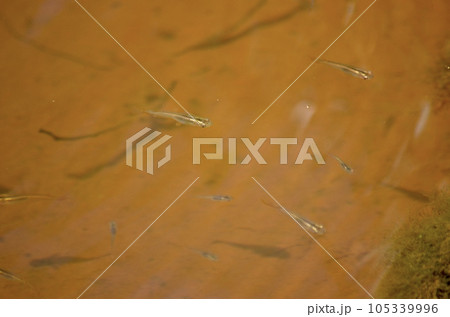 野生　黒メダカ 105339996