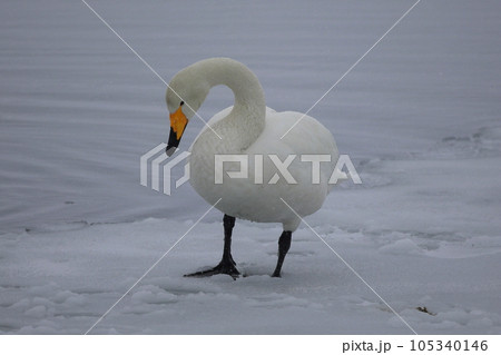 北海道　濤沸湖の白鳥 105340146