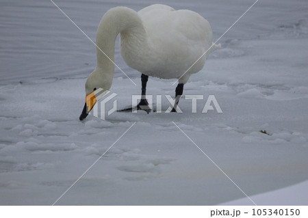 北海道　濤沸湖の白鳥 105340150