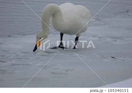 北海道　濤沸湖の白鳥 105340151