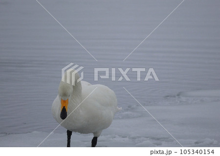北海道 濤沸湖の白鳥 北海道 濤沸湖の白鳥 105340154
