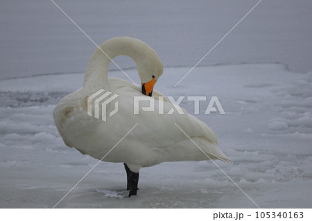 北海道 濤沸湖の白鳥 北海道 濤沸湖の白鳥 105340163