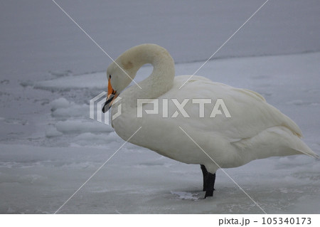 北海道 濤沸湖の白鳥 北海道 濤沸湖の白鳥 105340173